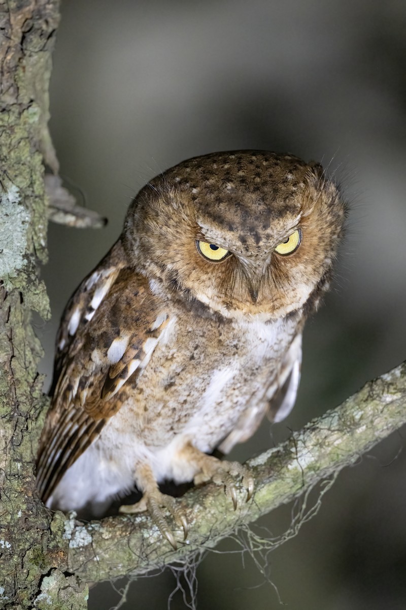 Mountain Scops-Owl - ML585295891