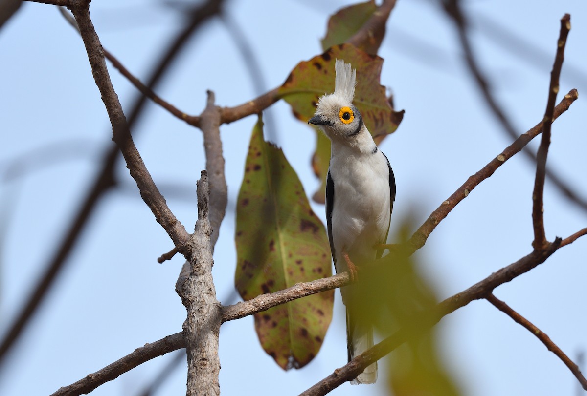 White Helmetshrike - ML585296631