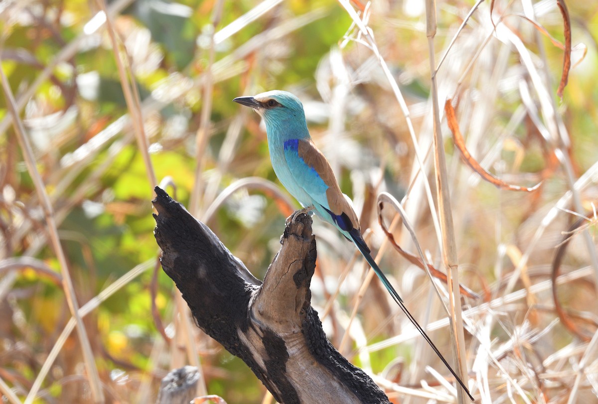 Abyssinian Roller - ML585296721