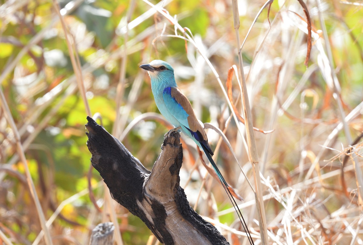 Abyssinian Roller - ML585296731