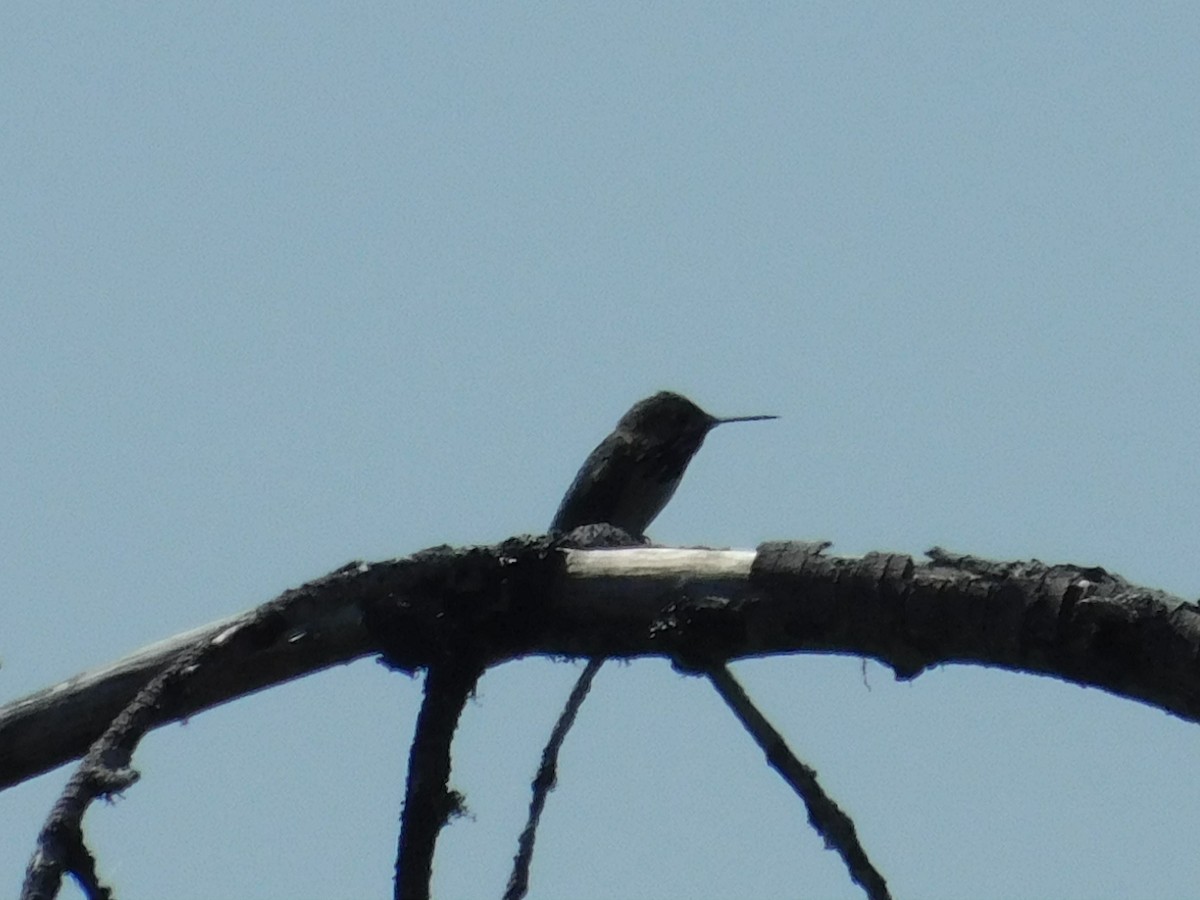 Calliope Hummingbird - ML585297951