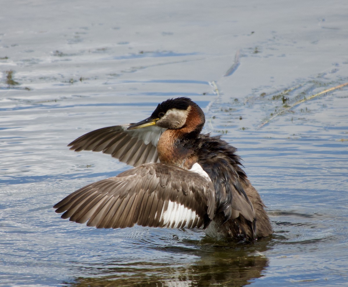 Red-necked Grebe - Leslie Harris Jr