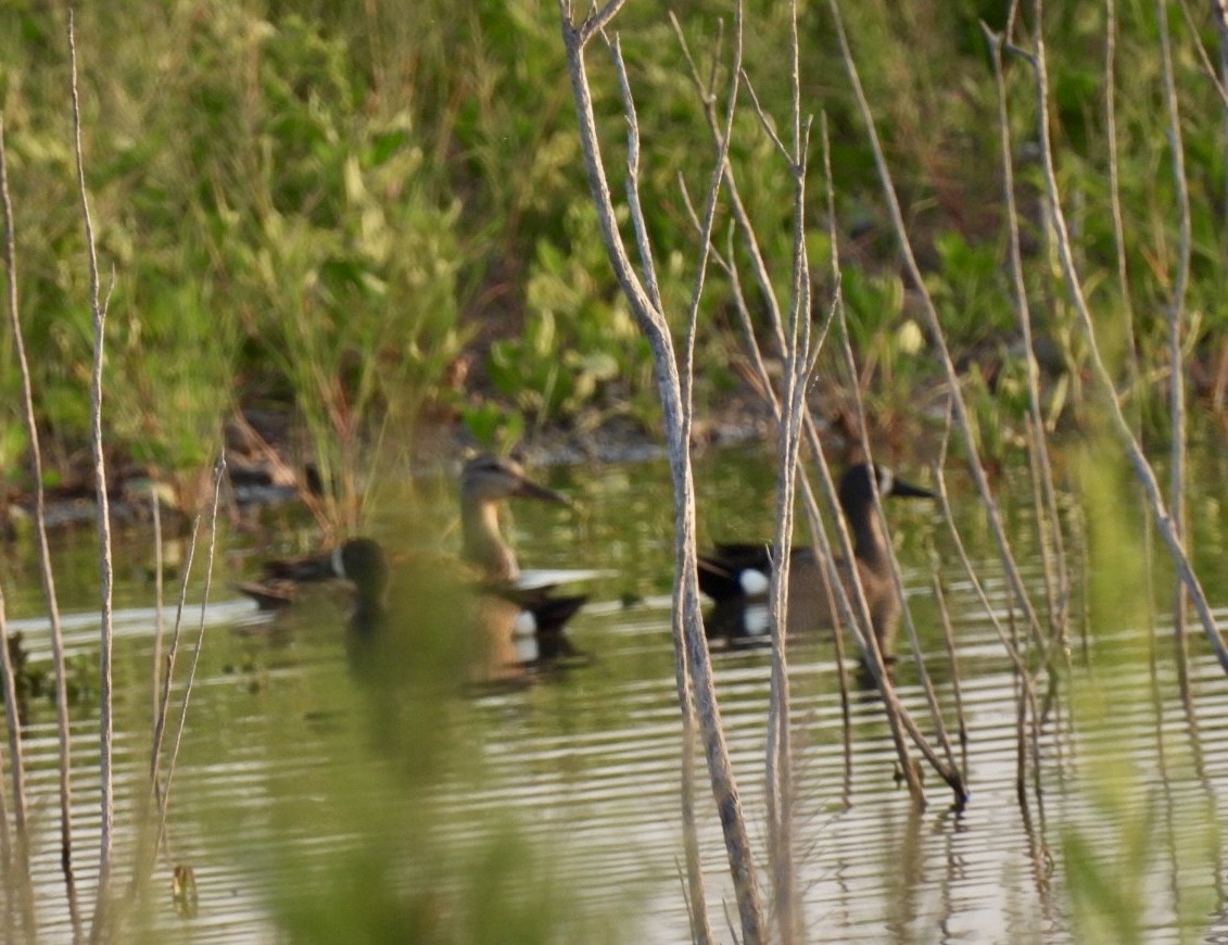 Blue-winged Teal - ML585298861