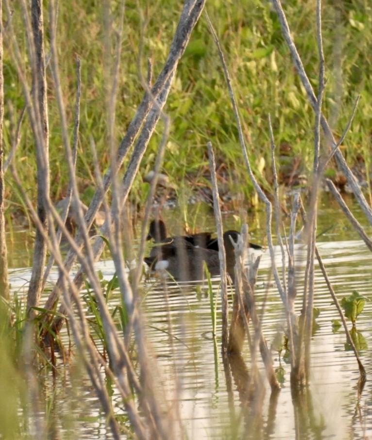 Blue-winged Teal - ML585298881