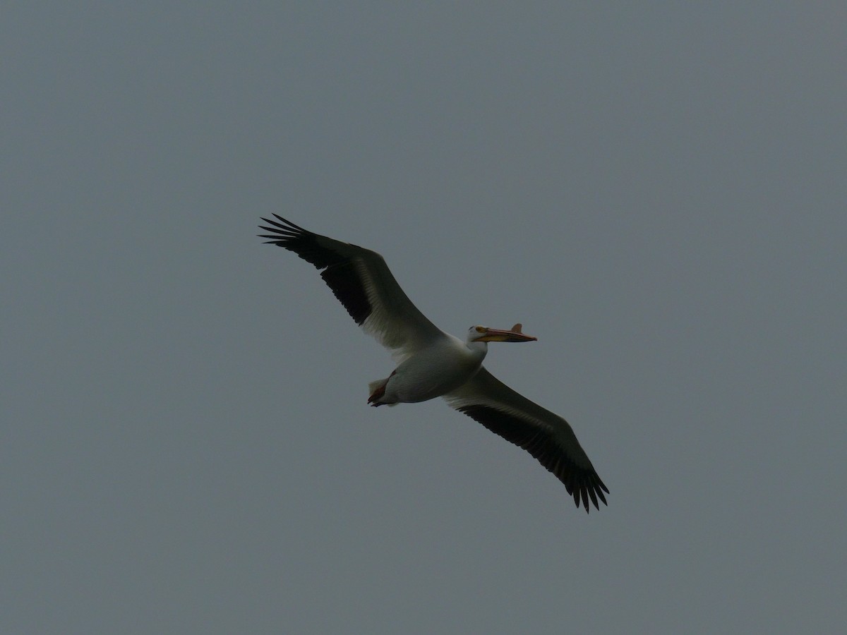 pelikán severoamerický - ML585299161