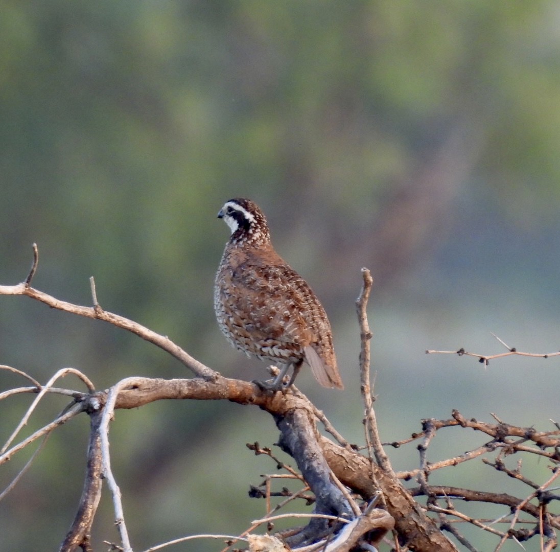 Northern Bobwhite - Christopher Daniels