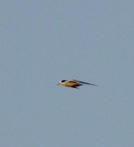 Least Tern - Christopher Daniels