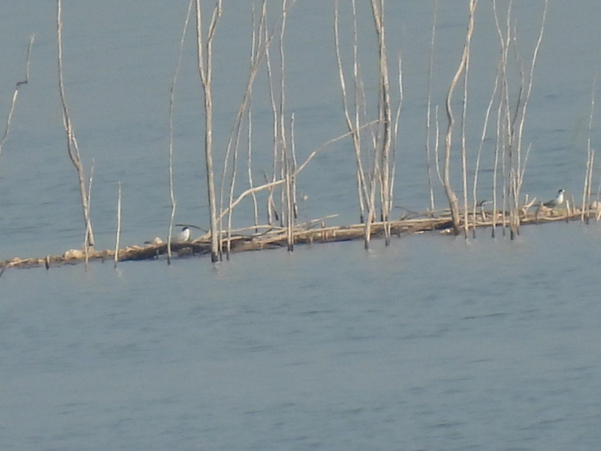 Least Tern - ML585299701