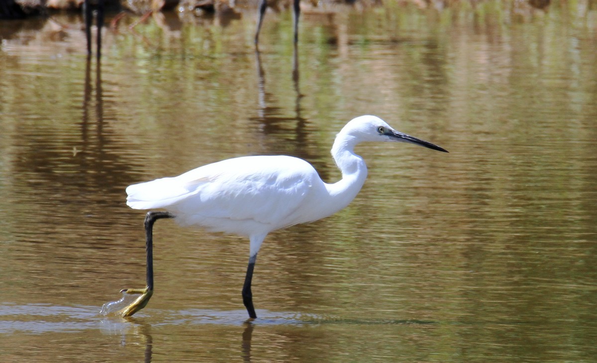 Little Egret - ML585300301