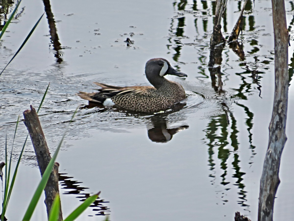 Blue-winged Teal - ML585300461