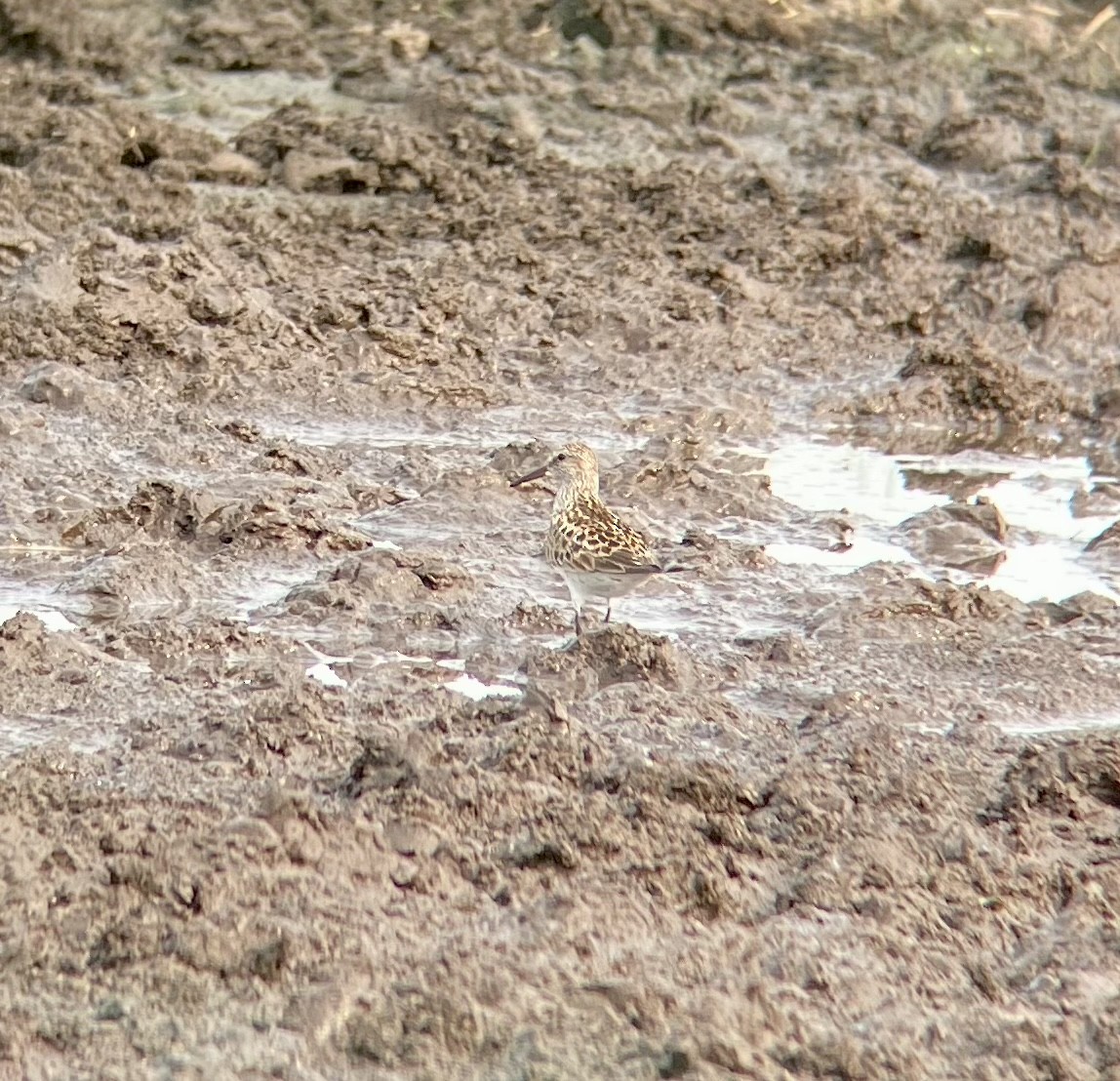 White-rumped Sandpiper - ML585300571