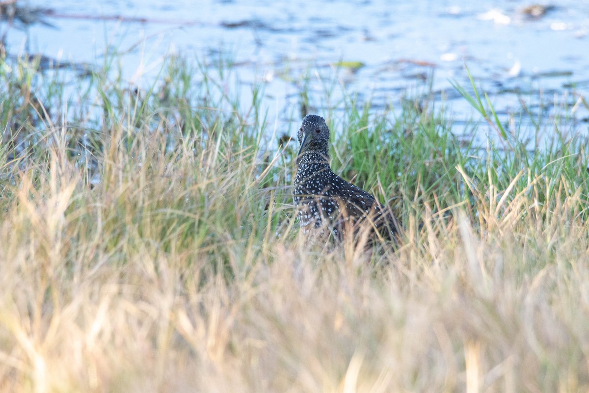 Spotted Rail - ML585300581