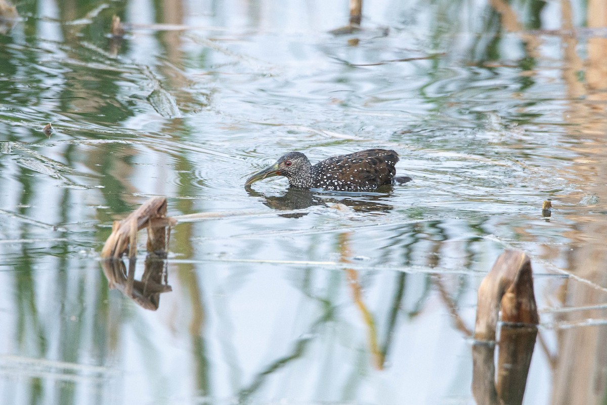 Spotted Rail - ML585300591