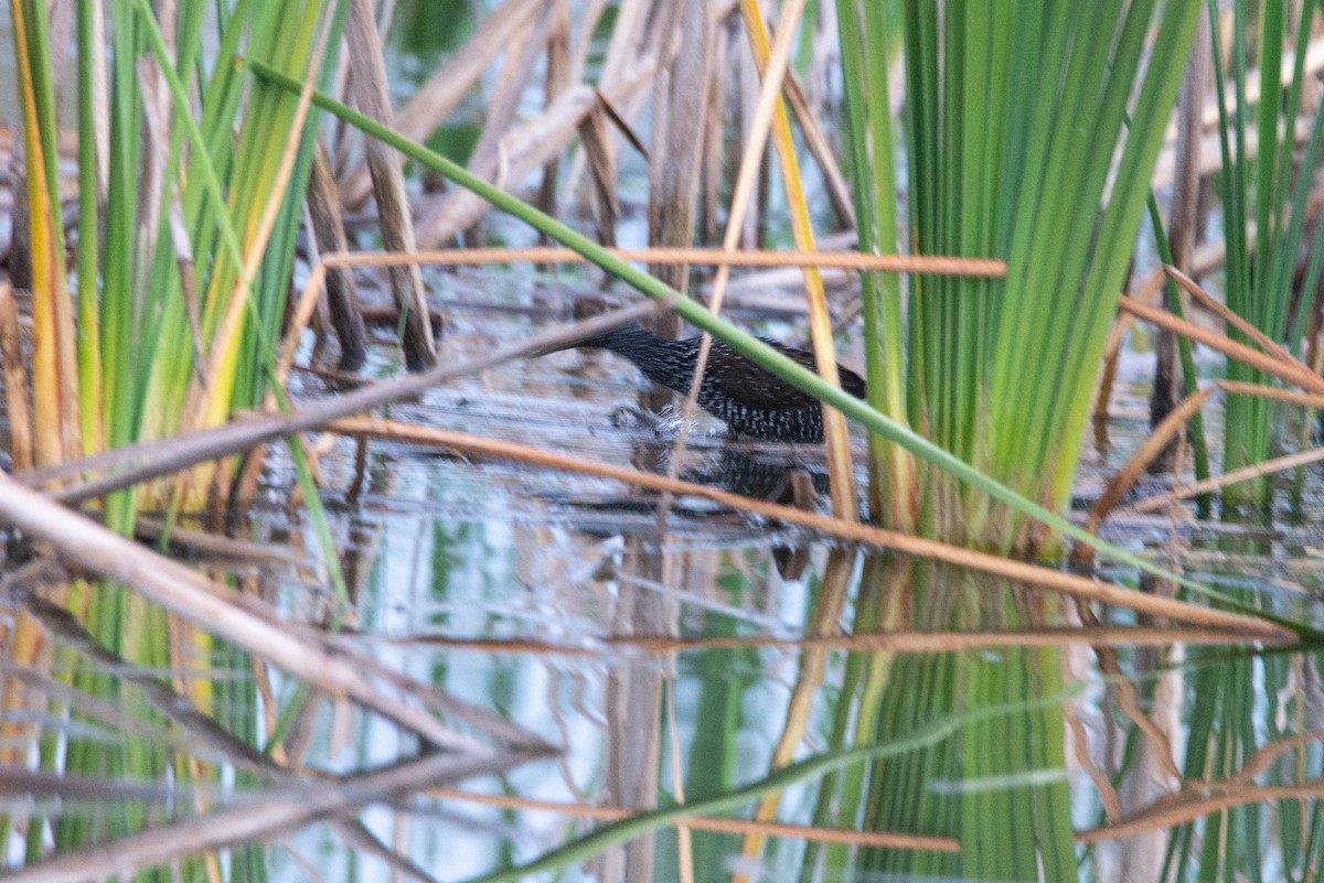 Spotted Rail - ML585300601