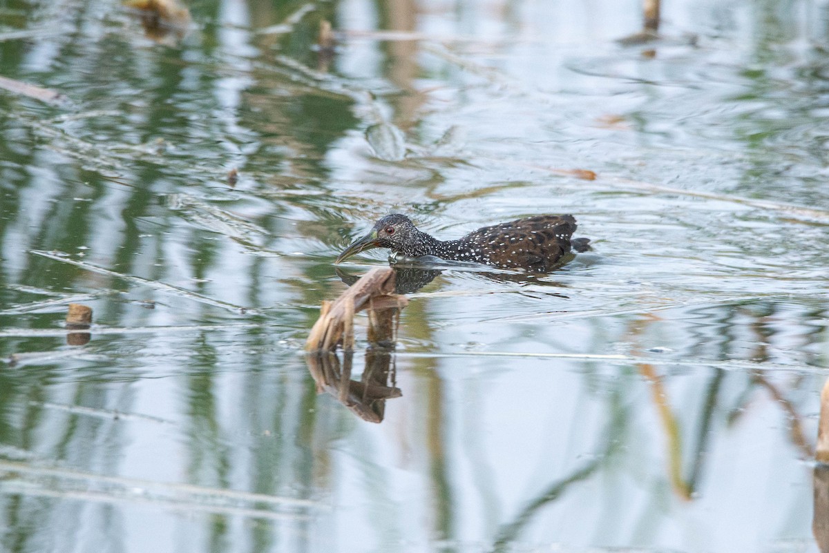 Spotted Rail - ML585300611