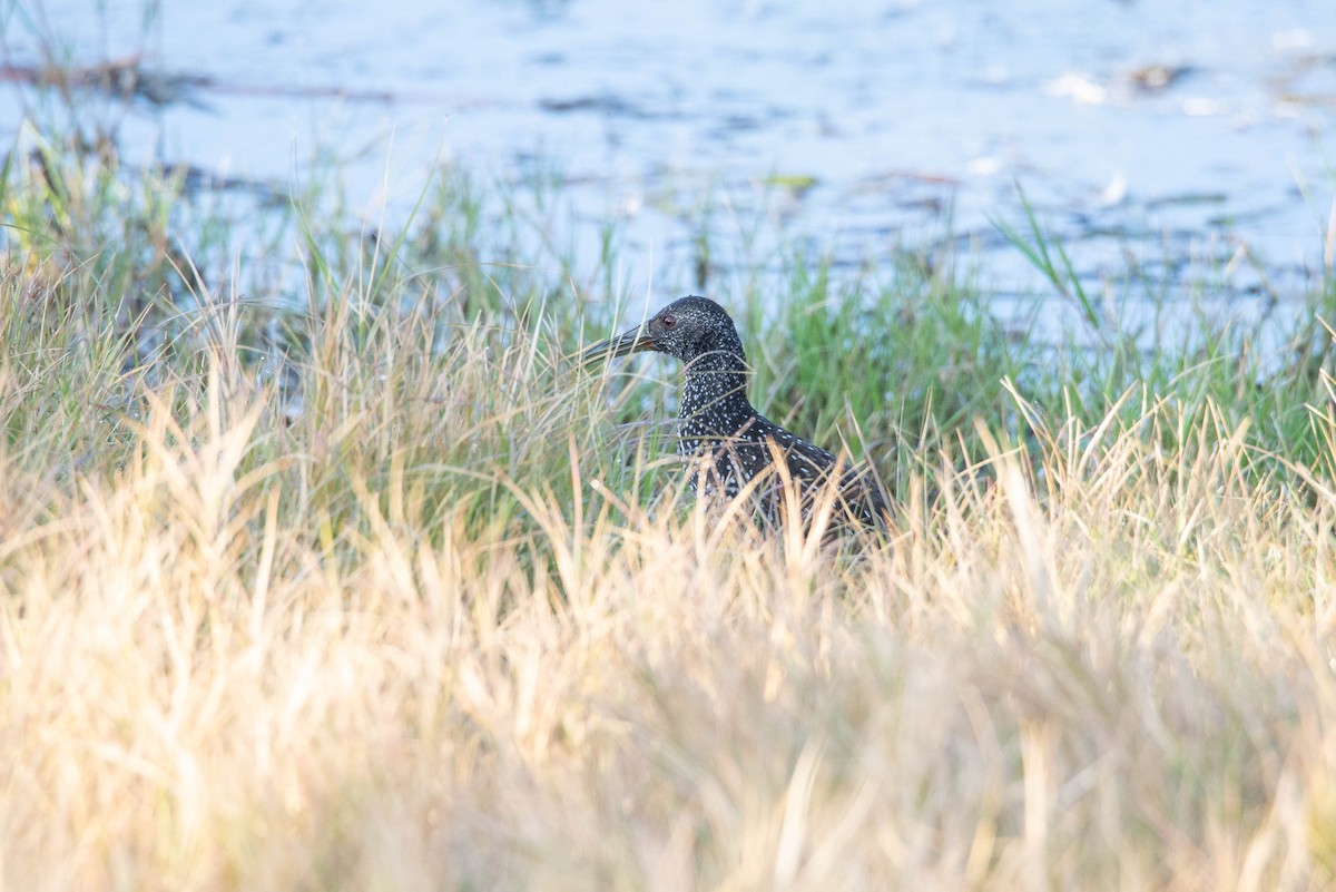 Spotted Rail - ML585300621