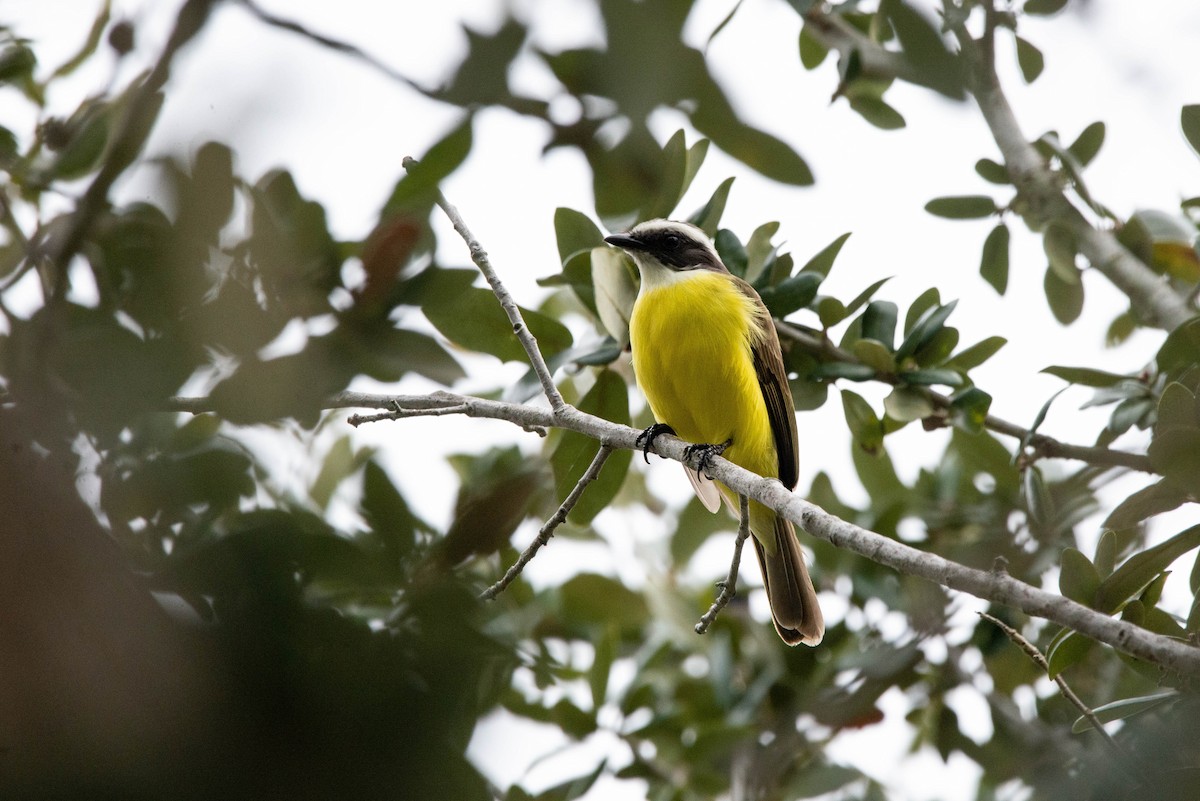 Social Flycatcher - Cameron G Johnson