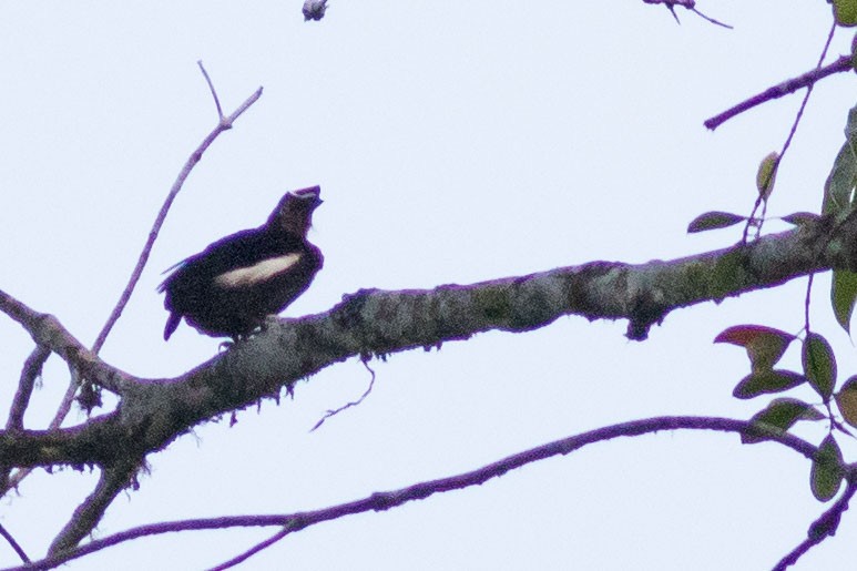 Carola's Parotia - ML585302661