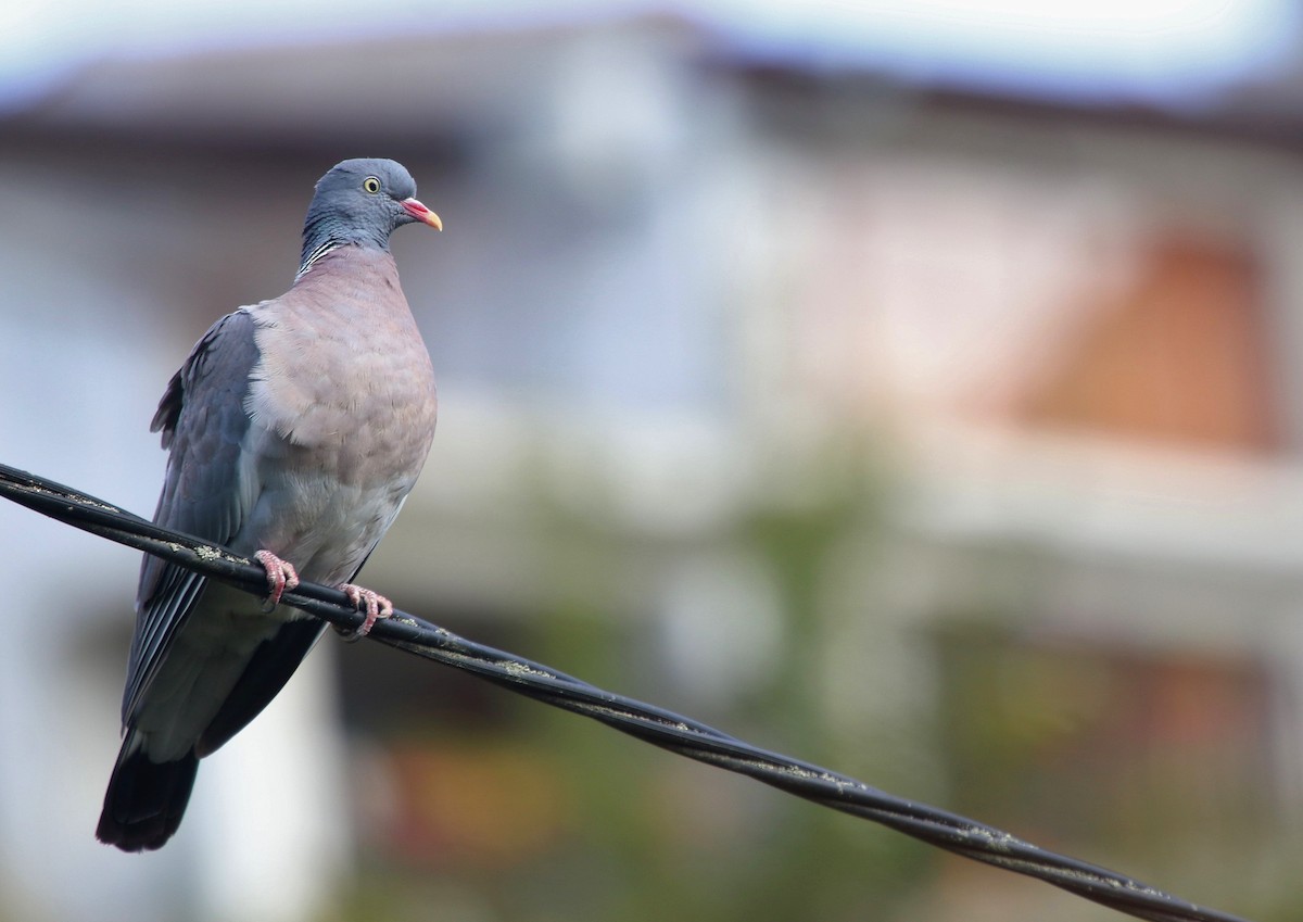 Pigeon ramier - ML585303851