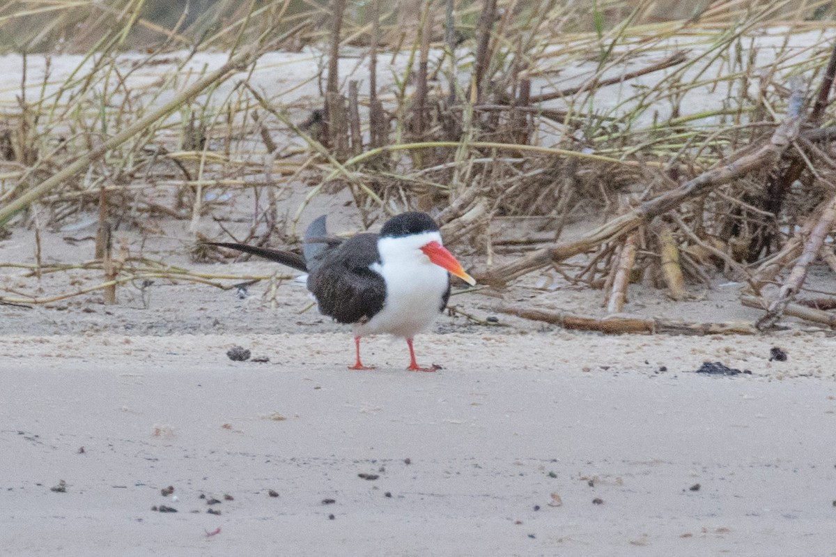 African Skimmer - ML585304901