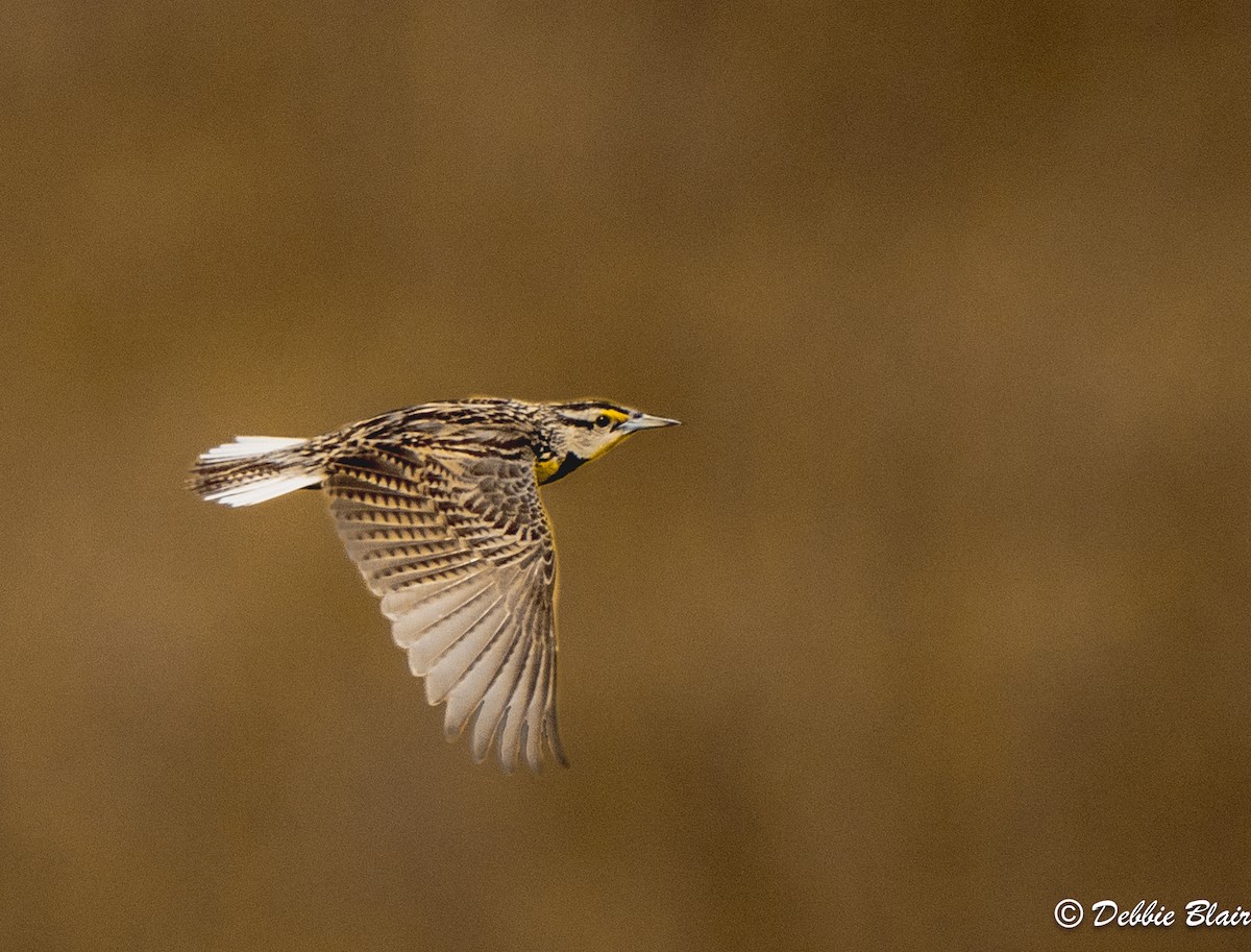 Eastern Meadowlark - Debbie Blair