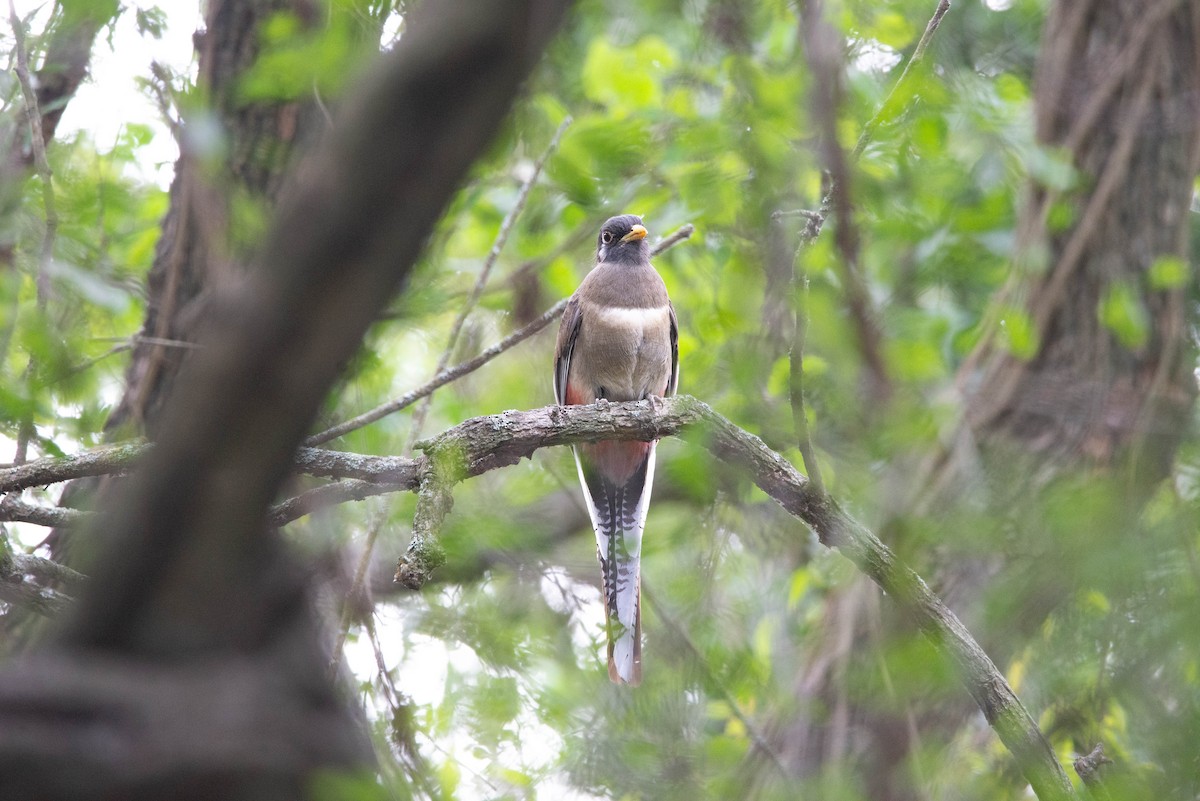 Trogon élégant - ML585306101