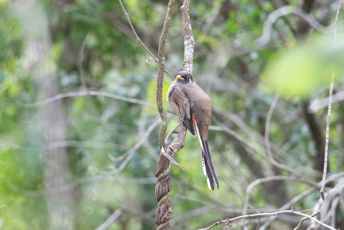 Elegant Trogon - Cameron G Johnson