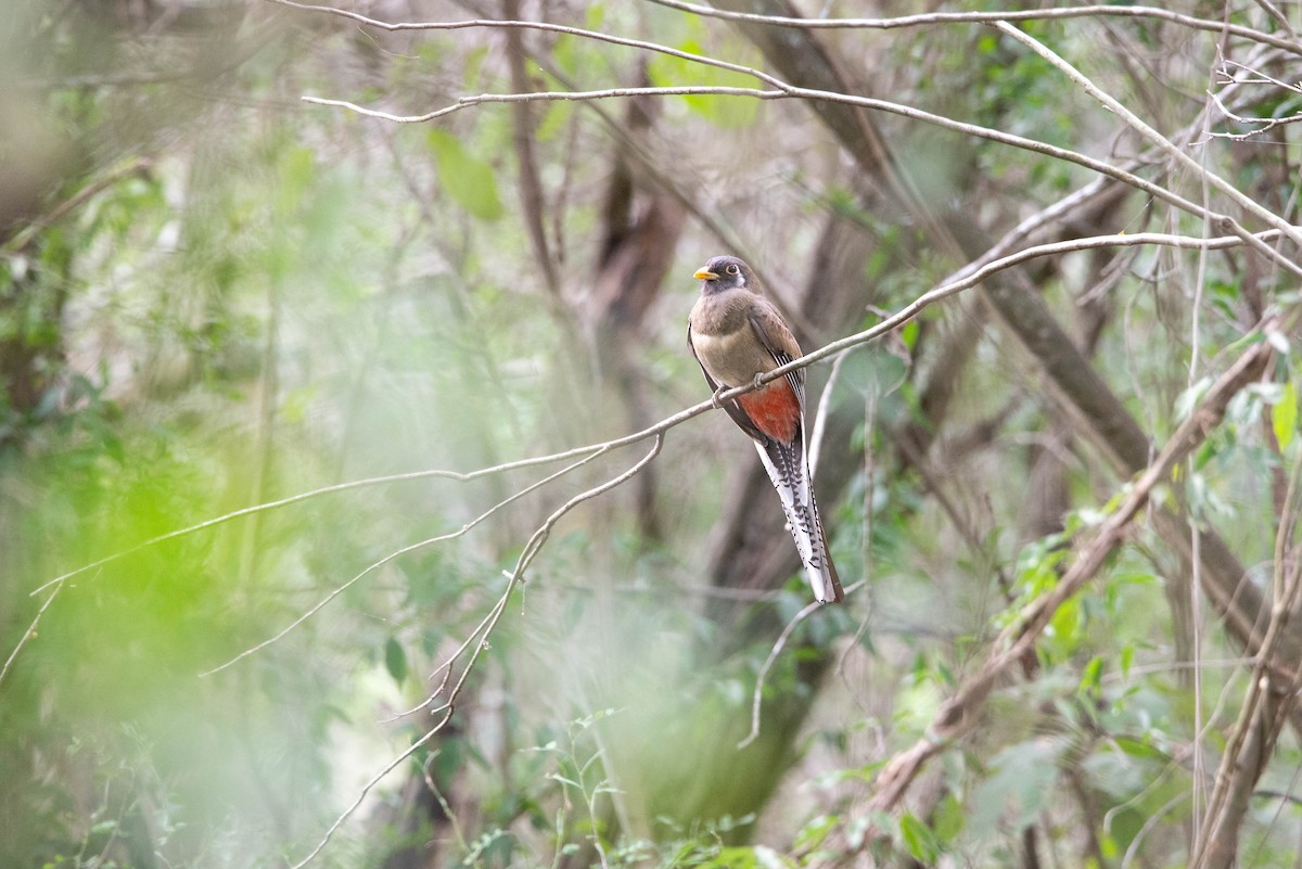 Elegant Trogon - Cameron G Johnson