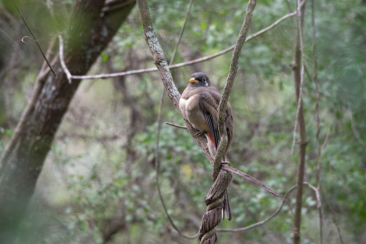 Elegant Trogon - ML585306131