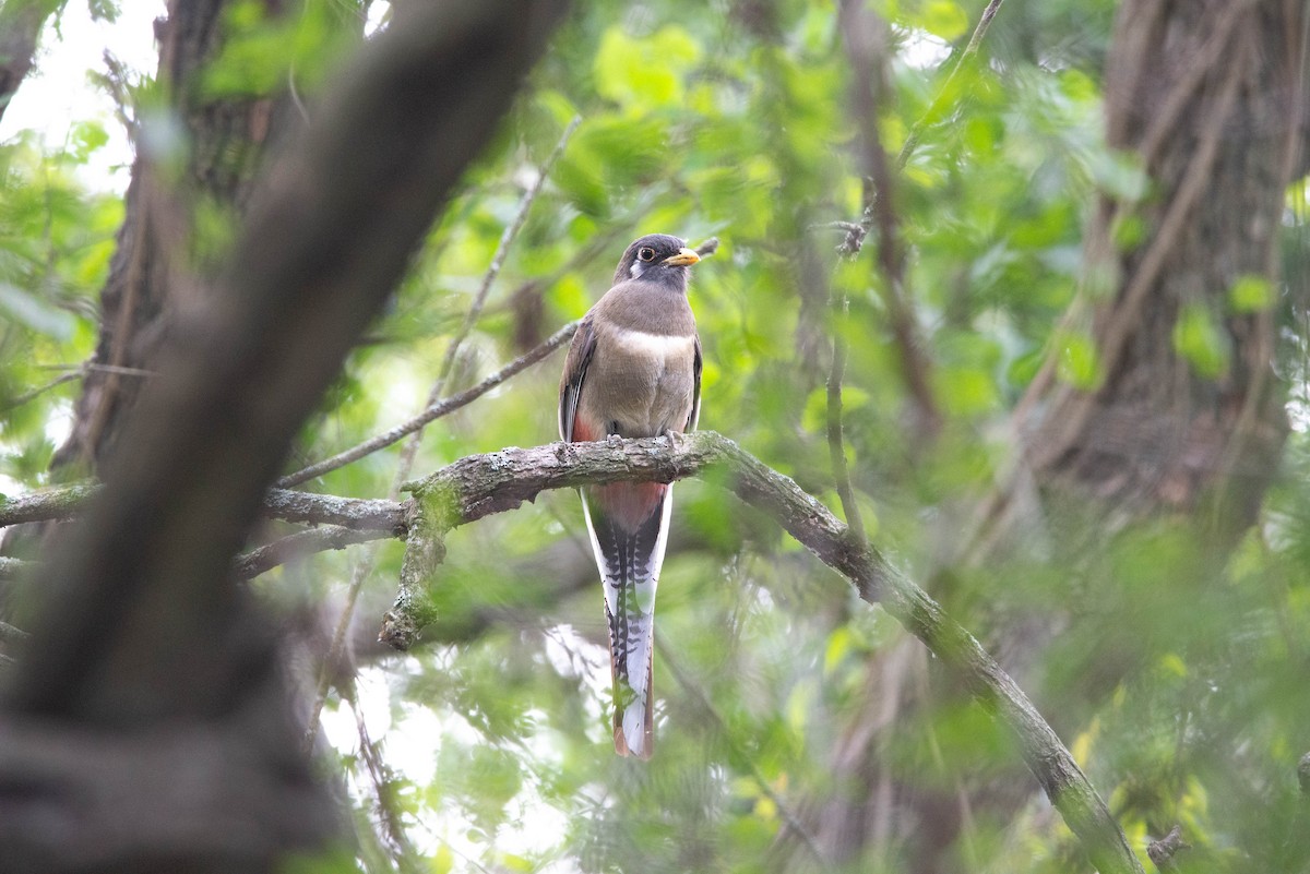 Elegant Trogon - ML585306141