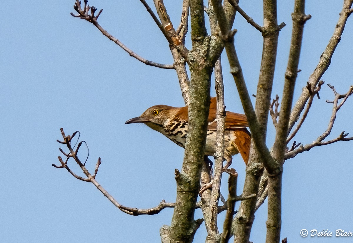 Brown Thrasher - Debbie Blair