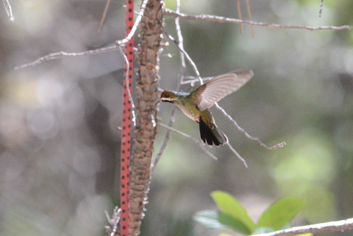 kolibřík bělouchý - ML585307211