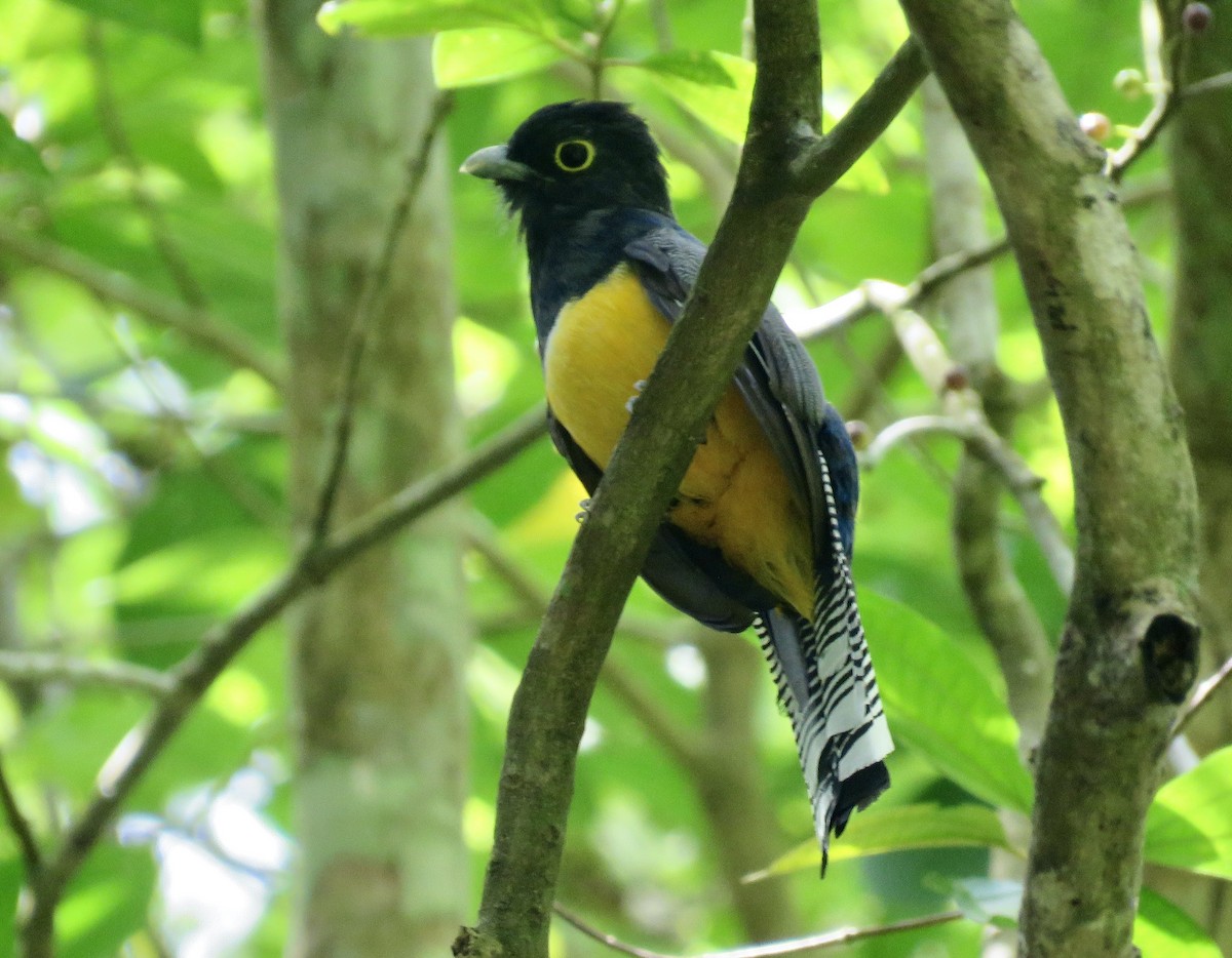 trogon podvazkový - ML585308891