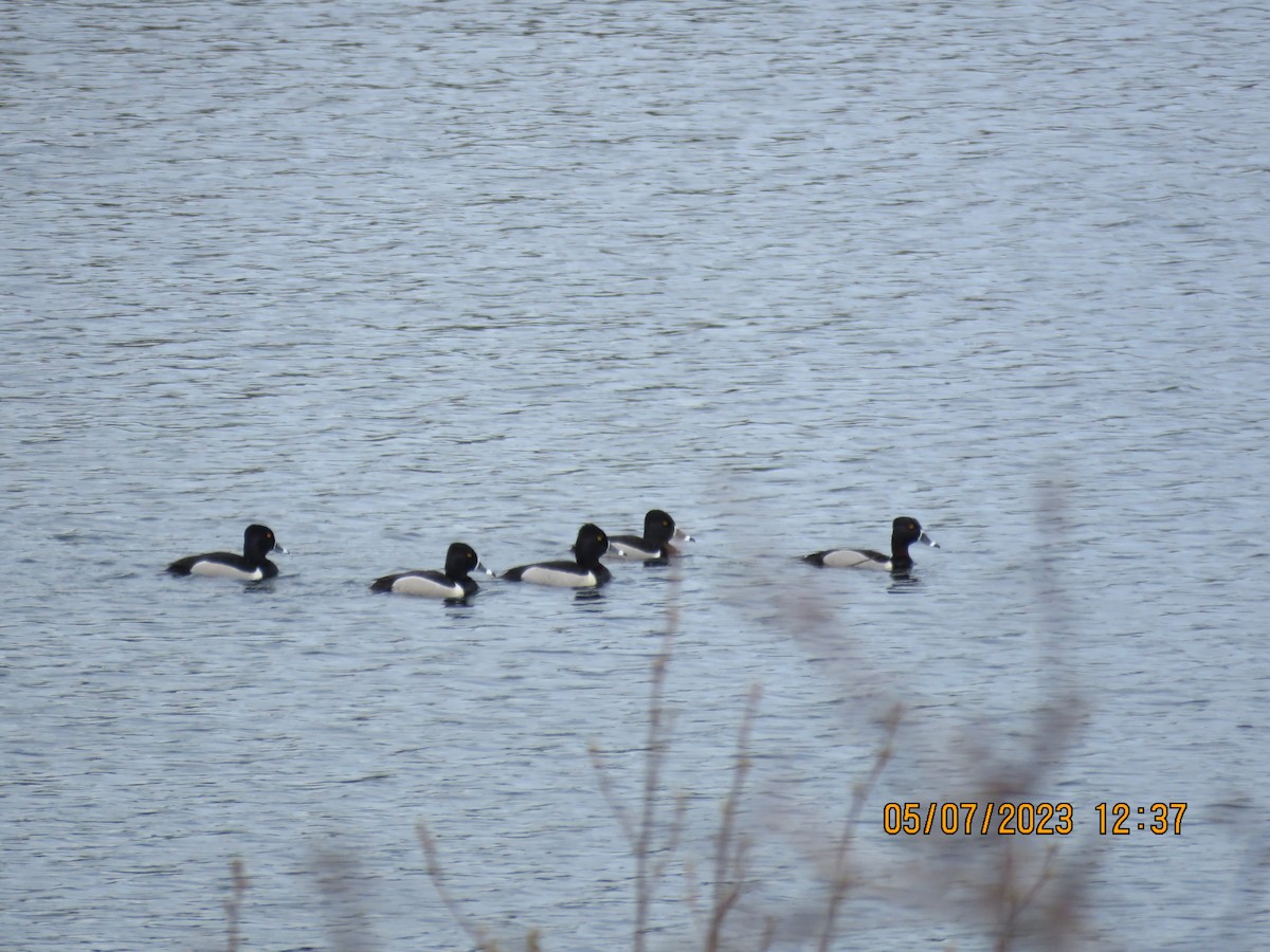 Ring-necked Duck - ML585309741