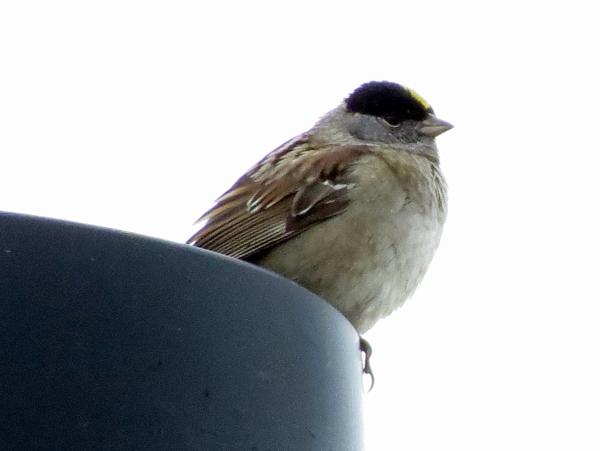 Golden-crowned Sparrow - Greg Stuart