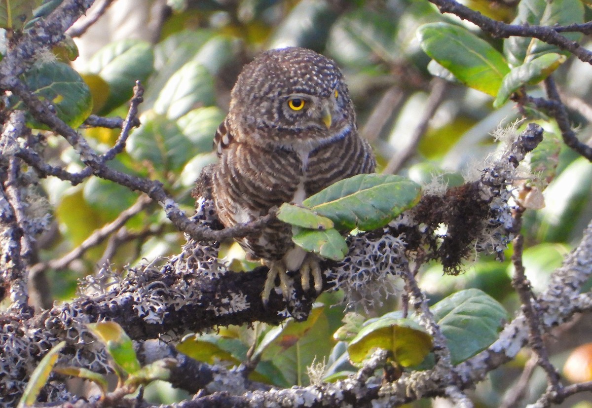 Collared Owlet - ML585310101
