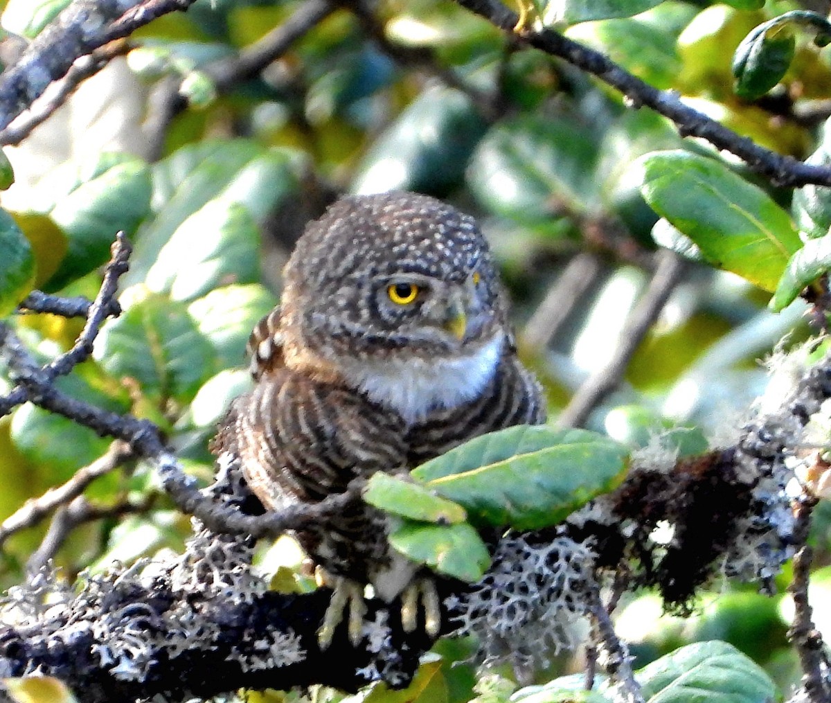 Collared Owlet - ML585310111