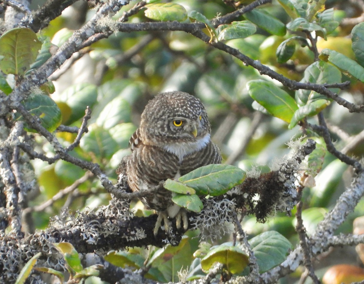 Collared Owlet - ML585310121