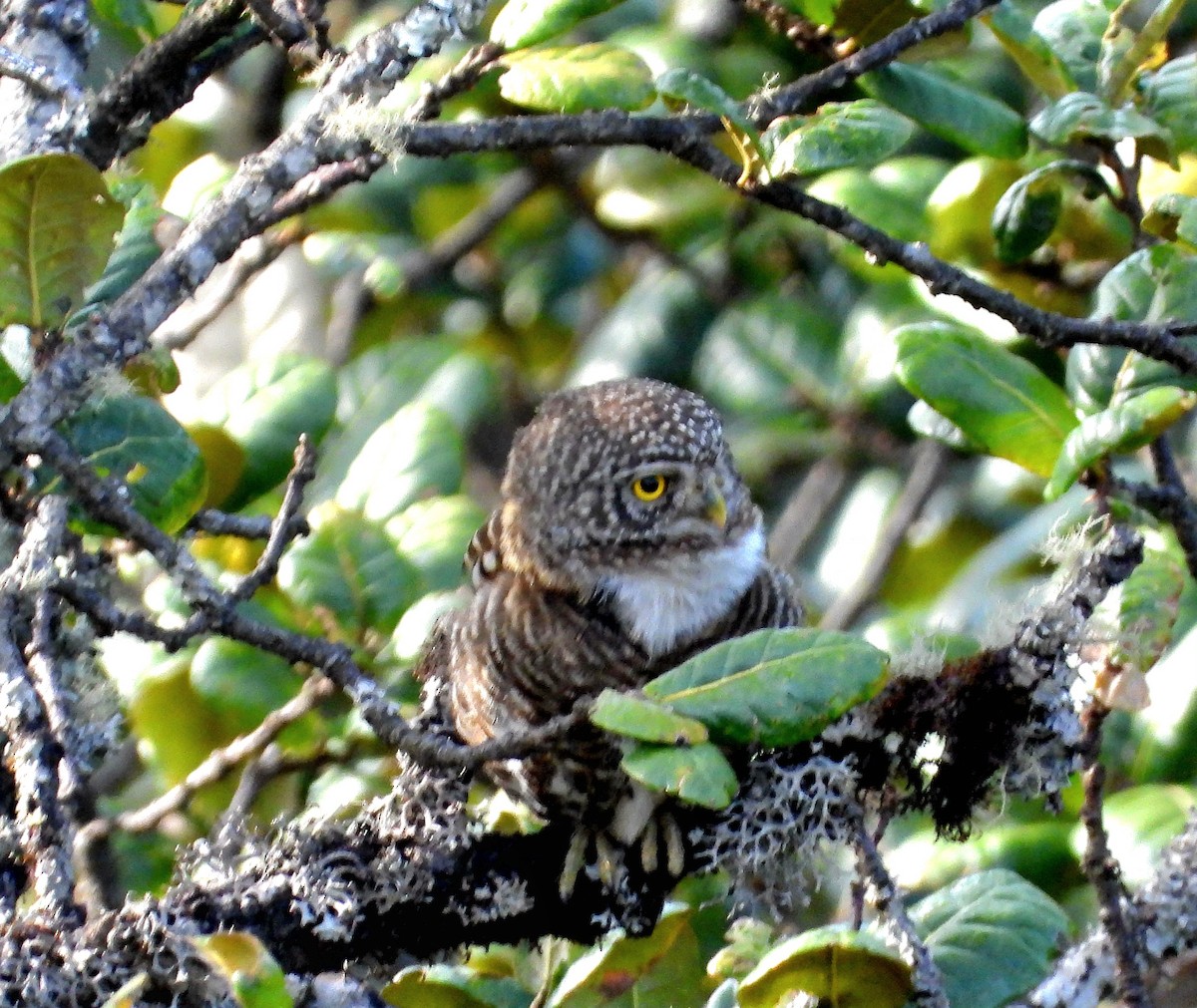 Collared Owlet - ML585310131