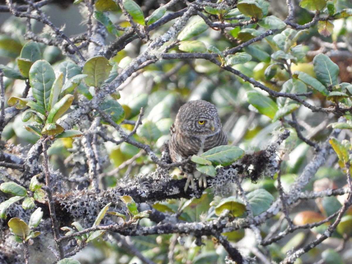 Collared Owlet - ML585310141