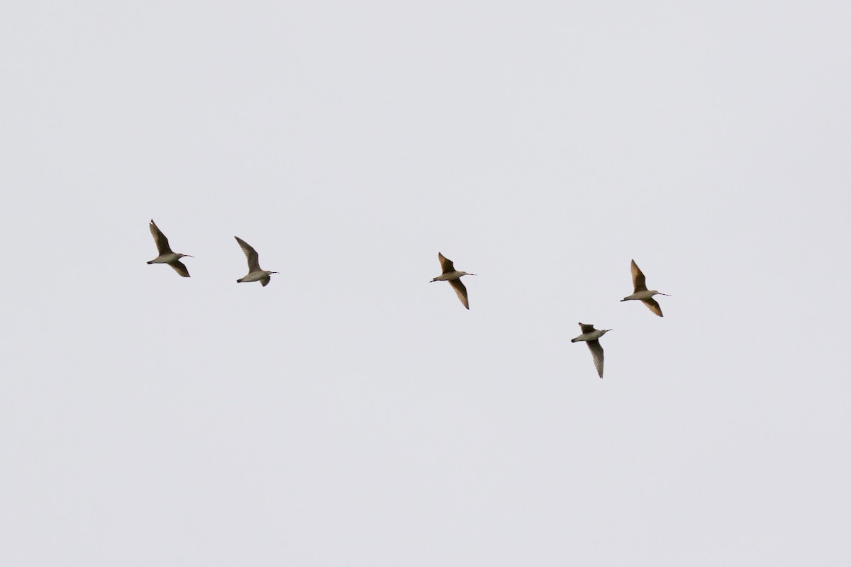 Marbled Godwit - John P Richardson