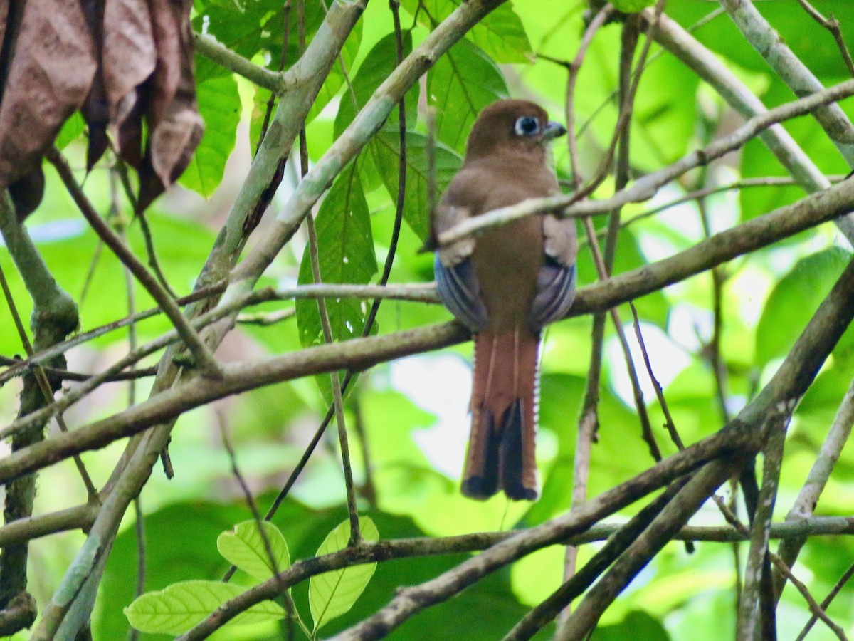 Kuzeyli Kara Gerdanlı Trogon - ML585310711