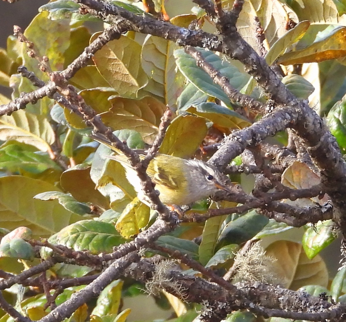 Yellow-browed Tit - ML585310881