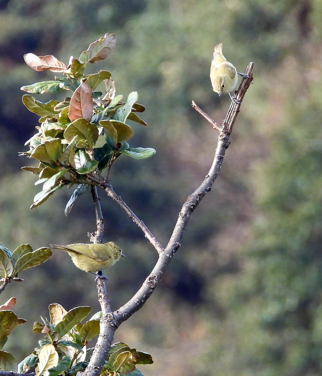 Yellow-browed Tit - ML585310891