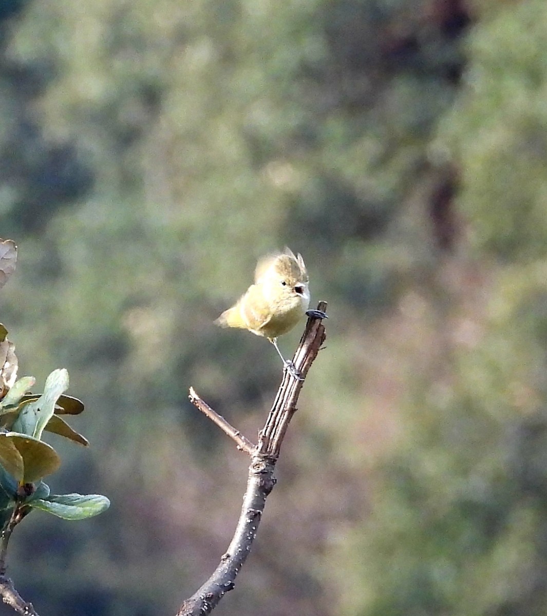 Yellow-browed Tit - ML585311641