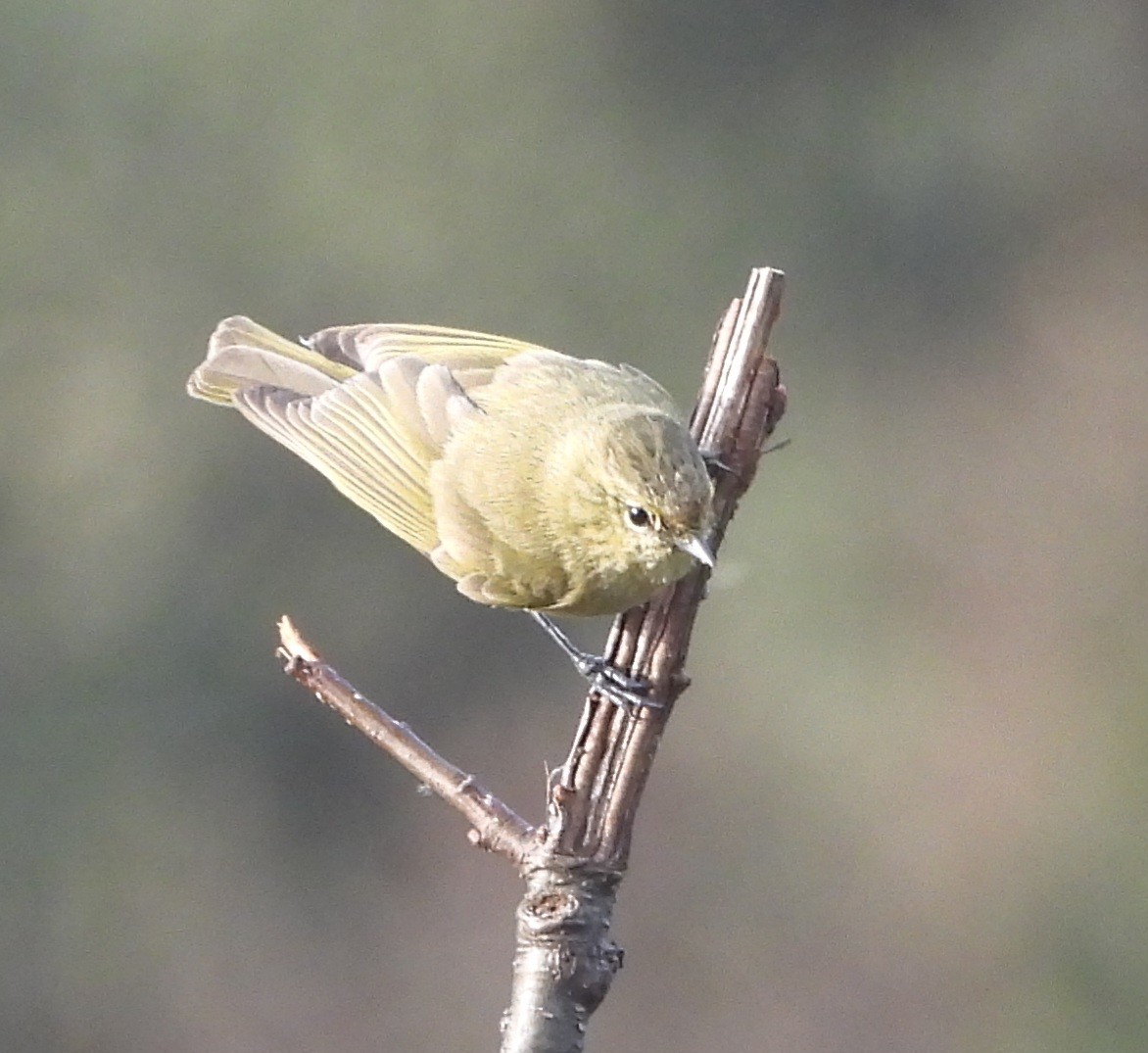 Mésange modeste - ML585311651