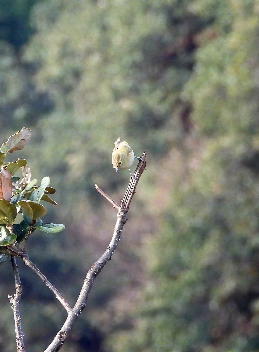 Yellow-browed Tit - ML585311661