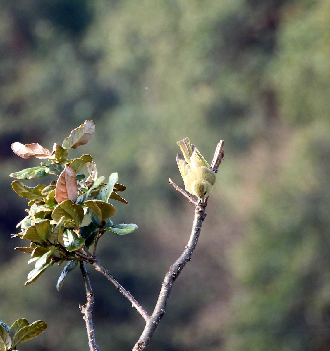 Yellow-browed Tit - ML585311671