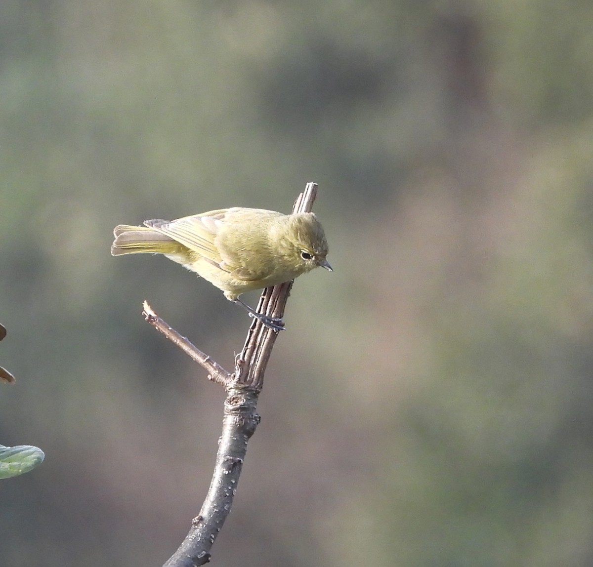 Yellow-browed Tit - ML585311681