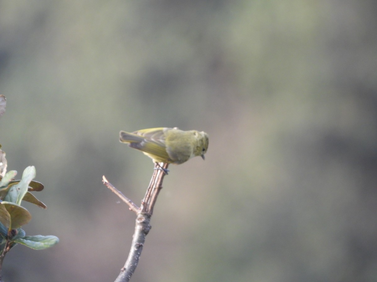 Yellow-browed Tit - ML585311691